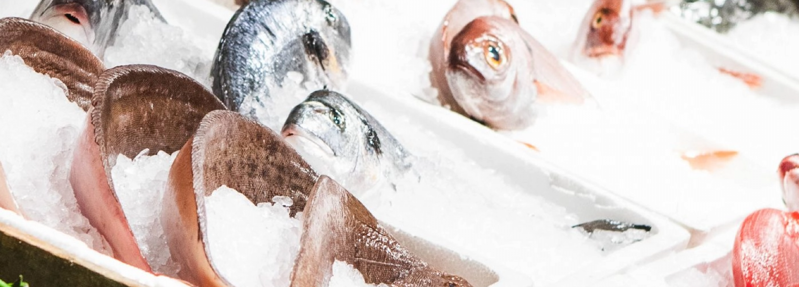 Milos-London_AKA_LauraJalbert_2024-10-8181-scaled@2x